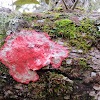 red crust lichen