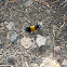 Spotted Tussock Moth, Yellow Woolly Bear