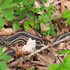 Common Garter snake