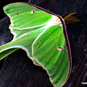 Luna Moth