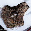 Carolina wren (nest and eggs)