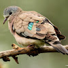 Emerald-spotted wood dove