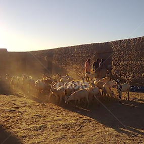farm by محمد شفيق  فضل الله - Animals Other Mammals