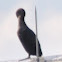 Double-crested Cormorant (subadult)