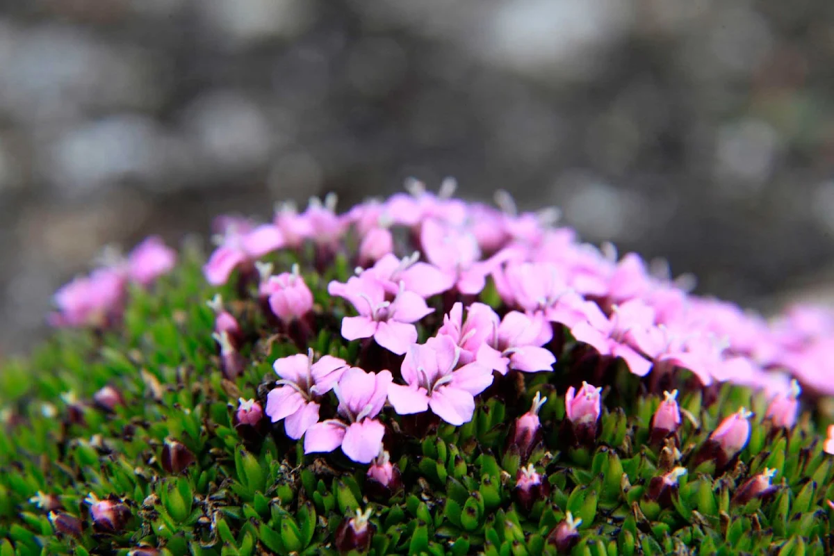 Svalbard-landscape-flowers - Travel aboard the Hurtigruten Fram and experience the natural wilderness of the Svalbard Islands in northern Norway.