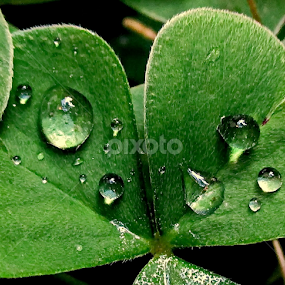 by Mariana Bešker - Nature Up Close Leaves & Grasses