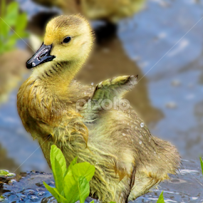 by Dipali S - Animals Birds