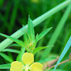 Narrow Leaf Water Primrose