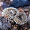 Hairy Trumpet Mushroom