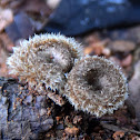 Hairy Trumpet Mushroom
