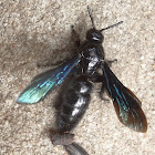 Hairy scolid wasp