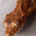 Caledonian Crested Gecko