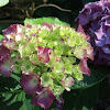 Hydrangea