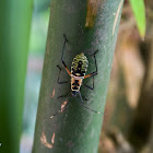 Bamboo Bug