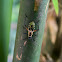 Bamboo Bug