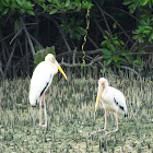 Yellow-billed Stork