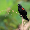 red winged blackbird