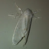 Swan moth, Donsvlinder (dutch)