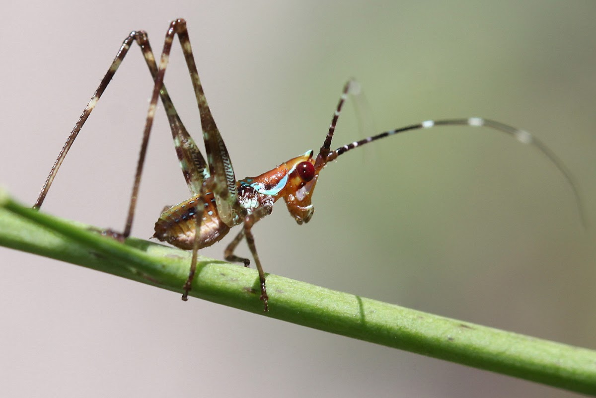 "False" Katydid