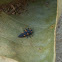 Ladybird larvae