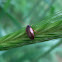 Comb-clawed Beetle Isomira semiflava