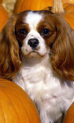 Cavalier King Charles Spaniels