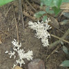 Scytinopogon angulisporus(Pat.)Cor.