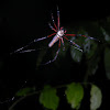 Nephila Spider (Female)