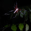 Nephila Spider (Female)