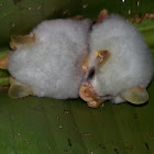 Ectophylla White Bats