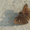 Juvenal's Duskywing Skipper Butterfly