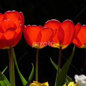 Tulip Mania by Steve Cooke - Flowers Flower Gardens