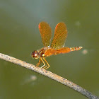 Eastern Amberwing, male
