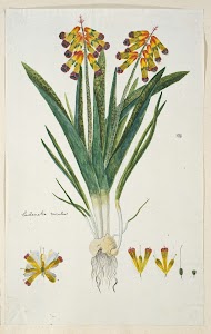 Lachenalia aloides (L.f.) Engl. var. quadricolor