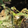 Wasp capturing caterpillar