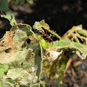 Wasp capturing caterpillar