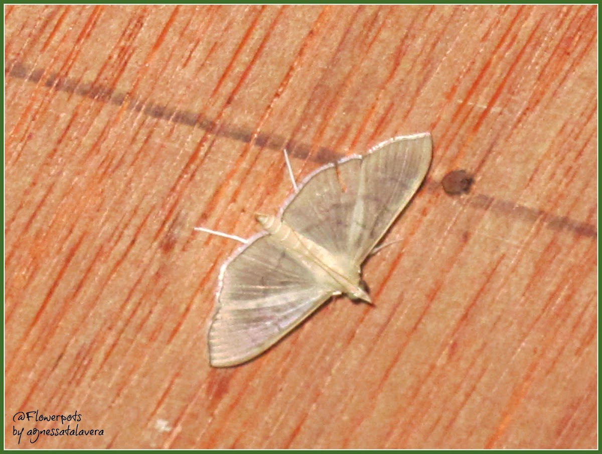 Lamprophaia Crambid Moth