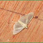Lamprophaia Crambid Moth