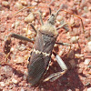 Western Leaf-footed Bug