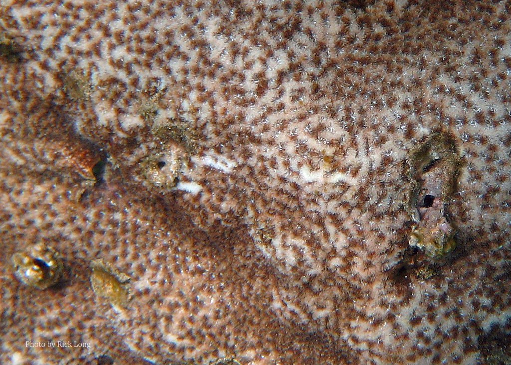 Bewick Coral