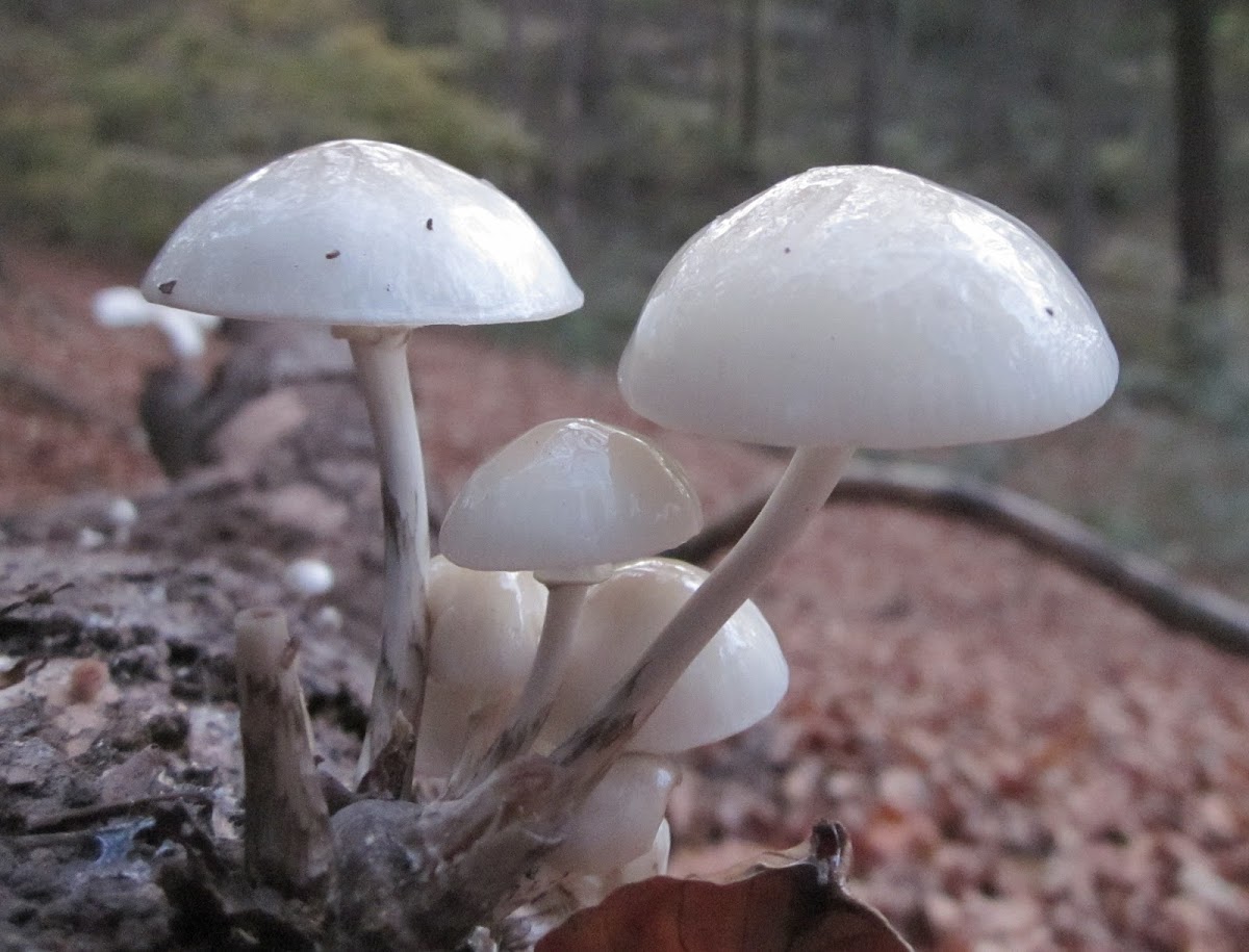 Porcelain Fungus ( nice specimen )