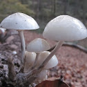 Porcelain Fungus ( nice specimen )