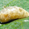 Syrphid Fly (Puparium)