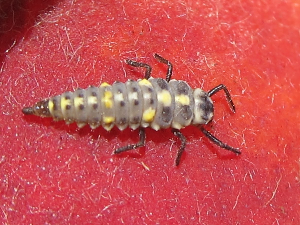 Ladybug Larva on Peach