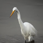 Great Egret