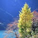 Autumnal Glory