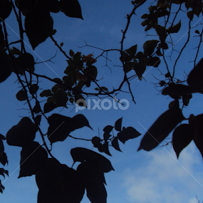 The dark side of the leaves. by John Jowk - Nature Up Close Leaves & Grasses