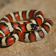 Snakes of the United States - Center for Snake Conservation