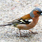 Chaffinch