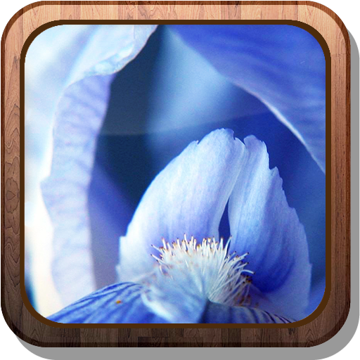Irises HD Live wallpaper 個人化 App LOGO-APP開箱王